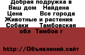 Добрая подружка,в Ваш дом!!!Найдена › Цена ­ 10 - Все города Животные и растения » Собаки   . Тамбовская обл.,Тамбов г.